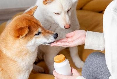 a hand feeding two dogs a supplement