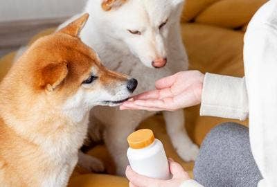 a hand feeding two dogs a supplement