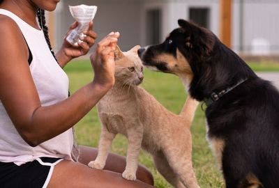 Woman giving cat and dog treat