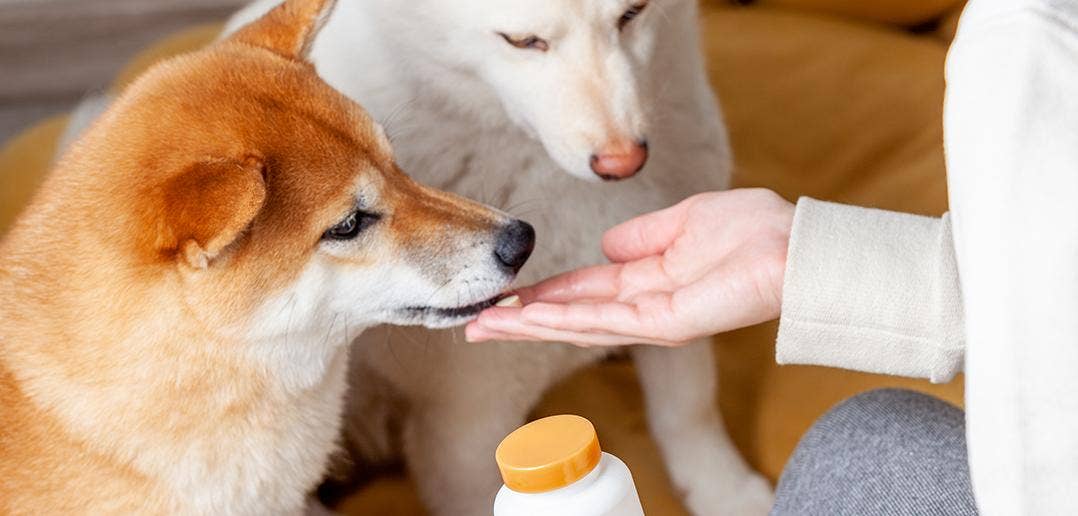 a woman giving two dogs a supplement