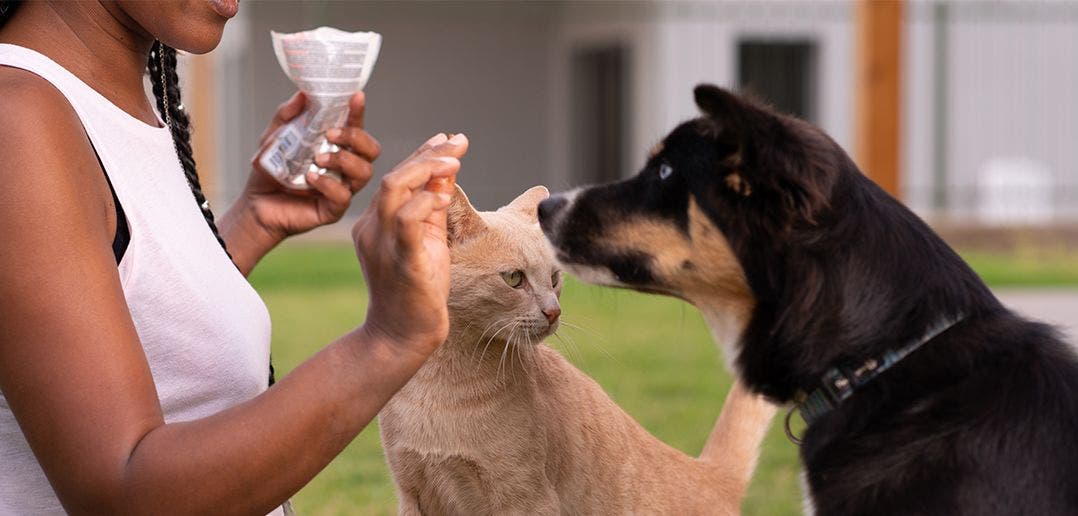 Woman giving cat and dog treat